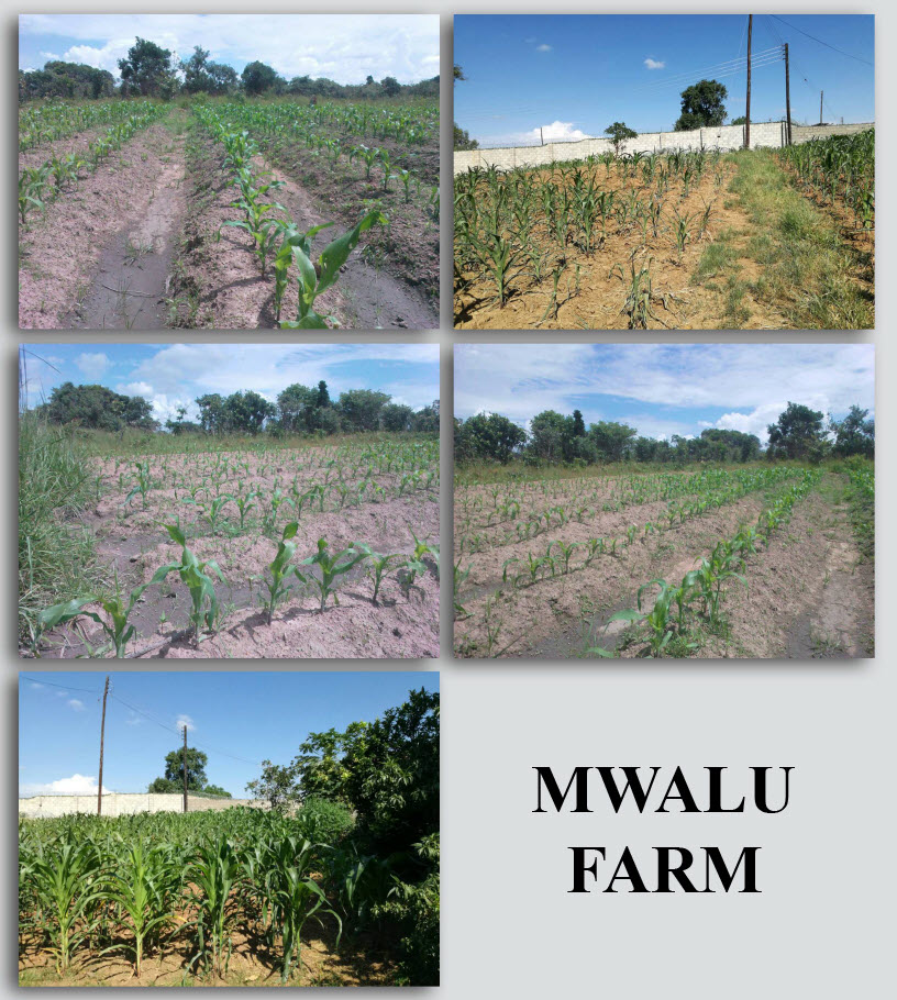 Microbebio-Trial Test Maize