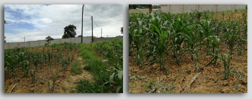 Microbebio-Trial Test Maize