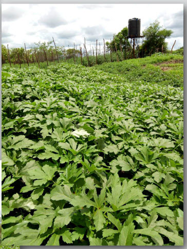 Microbebio-Trial Test Soy Bean