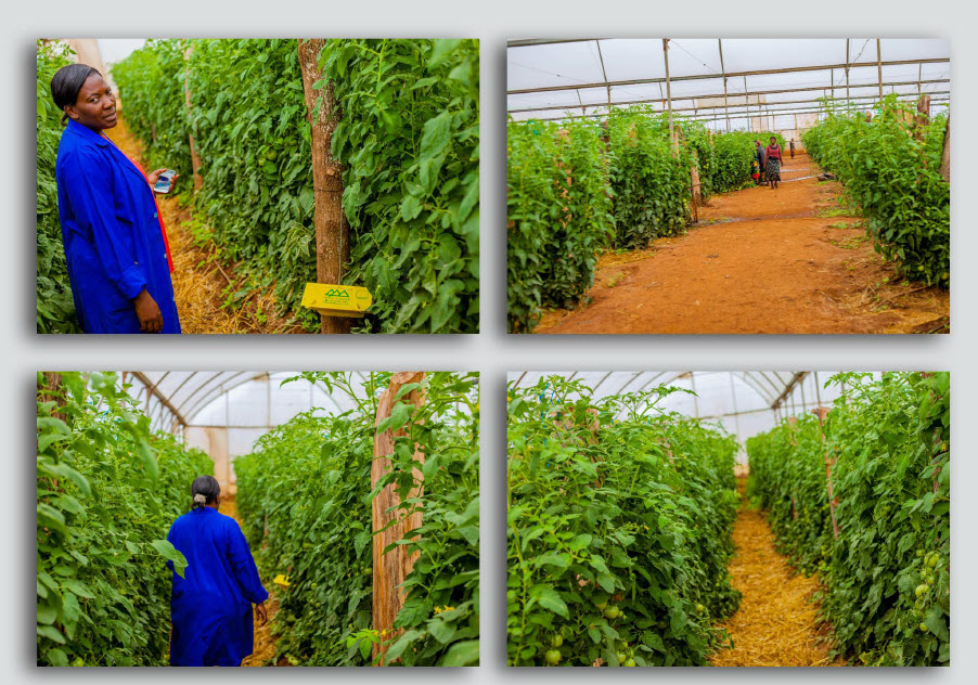 Microbebio Trial Test tomato in africa 1