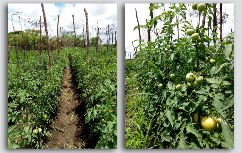 Microbebio Trial Test Tomato in africa